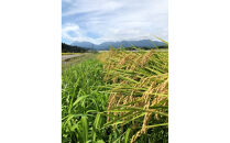 令和7年産&nbsp;コシヒカリ&nbsp;白米&nbsp;10kg（5kg×2袋）&nbsp;｜米&nbsp;お米&nbsp;数量限定