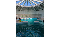 ノアドルフィンドーム　浅瀬でイルカと遊ぶ体験&nbsp;ペア入場券付