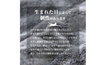 【ニッセン】まるで猫!のようなモフモフ抱っこクッション(猫Feel) ロシアンブルー(グレー系)［ 京都 nissen しっぽ付き 人気 おすすめ 手洗い ギフト プレゼント お取り寄せ 通販 送料無料 ふるさと納税 ］