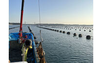 石川県七尾産　能登かき　むき身700g　(約30粒)