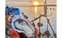 石川県七尾産　能登かきのオイル漬け(2瓶)