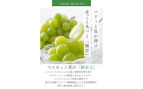 鳥取産&nbsp;シャインマスカット&nbsp;優品&nbsp;2房