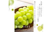 鳥取産&nbsp;シャインマスカット&nbsp;優品&nbsp;2房