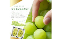 鳥取産&nbsp;シャインマスカット&nbsp;優品&nbsp;2房