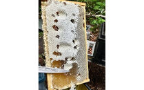 【スティック蜂蜜】アカシア 2.5g×50本入【 ハチミツ はちみつ ハニー 防災グッズ 常温 保存 備蓄 防災食 非常食 保存食 北海道 旭川市 】_05350