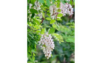 【スティック蜂蜜】アカシア 2.5g×50本入【 ハチミツ はちみつ ハニー 防災グッズ 常温 保存 備蓄 防災食 非常食 保存食 北海道 旭川市 】_05350