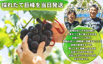 数量限定&nbsp;訳あり&nbsp;不揃い&nbsp;有田産&nbsp;巨峰&nbsp;約&nbsp;3kg&nbsp;有田&nbsp;巨峰村&nbsp;森下農園&nbsp;ぶどう&nbsp;送料無料&nbsp;フルーツ