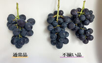 数量限定&nbsp;訳あり&nbsp;不揃い&nbsp;有田産&nbsp;巨峰&nbsp;約&nbsp;2kg&nbsp;有田&nbsp;巨峰村&nbsp;森下農園&nbsp;ぶどう&nbsp;送料無料&nbsp;フルーツ