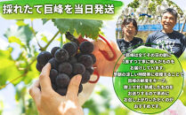 数量限定&nbsp;訳あり&nbsp;不揃い&nbsp;有田産&nbsp;巨峰&nbsp;約&nbsp;2kg&nbsp;有田&nbsp;巨峰村&nbsp;森下農園&nbsp;ぶどう&nbsp;送料無料&nbsp;フルーツ