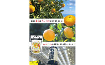 無添加ドライフルーツ(キウイ)16g×2袋入【 神奈川県小田原市 】