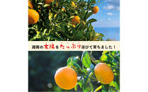 無添加ドライフルーツ(キウイ)16g×2袋入【&nbsp;神奈川県小田原市&nbsp;】