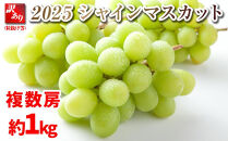 B 2025  シャインマスカット【訳あり粒抜け】 複数房　約1キロ 　長野県産　【10月初旬頃～順次発送予定】　国際特許有機肥料栽培