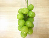 【2025年内即日発送】&nbsp;B&nbsp;&nbsp;シャインマスカット【訳あり粒抜け】&nbsp;複数房　約1kg弱　長野県産　国際特許有機肥料栽培