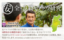 2025&nbsp;&nbsp;クイーンルージュ®　【訳あり粒抜け】　複数房　約1kg弱【10月初旬頃～順次発送予定】　長野県産　国際特許有機肥料栽培　