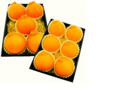 【2026年2月上旬以降順次発送】【定期便&nbsp;2ヶ月】&nbsp;西ヶ谷蜜柑農園&nbsp;旬の柑橘&nbsp;2種&nbsp;【寿太郎みかん「恋蜜」・越冬&nbsp;不知火（化粧箱入り）】&nbsp;ミカン&nbsp;柑橘&nbsp;フルーツ&nbsp;果実◆ルーツ&nbsp;果実◆【離島・沖縄配送不可】