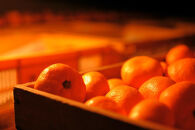 【2026年2月上旬以降順次発送】【定期便&nbsp;2ヶ月】&nbsp;西ヶ谷蜜柑農園&nbsp;旬の柑橘&nbsp;2種&nbsp;【寿太郎みかん「恋蜜」・越冬&nbsp;不知火（化粧箱入り）】&nbsp;ミカン&nbsp;柑橘&nbsp;フルーツ&nbsp;果実◆ルーツ&nbsp;果実◆【離島・沖縄配送不可】