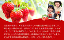 【定期便2回】【角田市産地直送】朝摘みいちご「とちおとめ」合計約500g（250g×2パック）