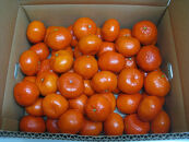 【11月中旬～発送】【小粒】金時紅みかん&nbsp;約5kg