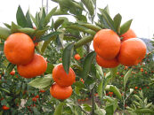 【11月中旬～発送】【小粒】金時紅みかん&nbsp;約5kg