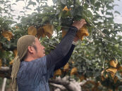 ＜数量限定＞&nbsp;梨&nbsp;新甘泉&nbsp;5kg&nbsp;鳥取県産&nbsp;梨&nbsp;なし&nbsp;しんかんせん&nbsp;旬&nbsp;フルーツ&nbsp;5ｷﾛ&nbsp;新鮮&nbsp;ふるさと納税&nbsp;おすすめ&nbsp;送料無料&nbsp;&nbsp;