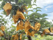 ＜数量限定＞&nbsp;梨&nbsp;新甘泉&nbsp;5kg&nbsp;鳥取県産&nbsp;梨&nbsp;なし&nbsp;しんかんせん&nbsp;旬&nbsp;フルーツ&nbsp;5ｷﾛ&nbsp;新鮮&nbsp;ふるさと納税&nbsp;おすすめ&nbsp;送料無料&nbsp;&nbsp;