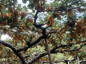 ＜数量限定＞&nbsp;梨&nbsp;新甘泉&nbsp;5kg&nbsp;鳥取県産&nbsp;梨&nbsp;なし&nbsp;しんかんせん&nbsp;旬&nbsp;フルーツ&nbsp;5ｷﾛ&nbsp;新鮮&nbsp;ふるさと納税&nbsp;おすすめ&nbsp;送料無料&nbsp;&nbsp;