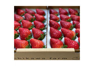 【先行予約】農園厳選&nbsp;静岡いちご2パック（約900g／すず・おいCベリー・紅ほっぺ）（冷蔵&nbsp;苺&nbsp;フルーツ）