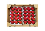 【先行予約】農園厳選&nbsp;静岡いちご2パック（約900g／すず・おいCベリー・紅ほっぺ）（冷蔵&nbsp;苺&nbsp;フルーツ）