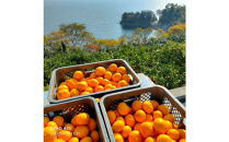 尾道柑橘バラエティーセット 3kg