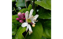 尾道柑橘バラエティーセット 3kg