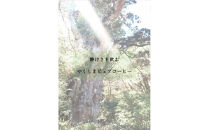 世界自然遺産の屋久島の水でゆっくり淹れた水出しコーヒー