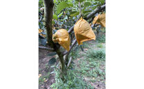 【先行予約】訳あり&nbsp;数量限定&nbsp;鳥取県産”新甘泉（しんかんせん）&nbsp;約5kg&nbsp;（10～18玉）≪2026年9月中旬頃出荷≫【梨&nbsp;フルーツ&nbsp;果物&nbsp;くだもの&nbsp;訳アリ&nbsp;旬&nbsp;国産&nbsp;新鮮&nbsp;人気&nbsp;おすすめ&nbsp;鳥取県&nbsp;琴浦町&nbsp;送料無料】