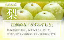 【先行予約】訳あり&nbsp;数量限定&nbsp;鳥取県産”新甘泉（しんかんせん）&nbsp;約5kg&nbsp;（10～18玉）≪2026年9月中旬頃出荷≫【梨&nbsp;フルーツ&nbsp;果物&nbsp;くだもの&nbsp;訳アリ&nbsp;旬&nbsp;国産&nbsp;新鮮&nbsp;人気&nbsp;おすすめ&nbsp;鳥取県&nbsp;琴浦町&nbsp;送料無料】