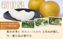【先行予約】訳あり&nbsp;数量限定&nbsp;鳥取県産”新甘泉（しんかんせん）&nbsp;約5kg&nbsp;（10～18玉）≪2026年9月中旬頃出荷≫【梨&nbsp;フルーツ&nbsp;果物&nbsp;くだもの&nbsp;訳アリ&nbsp;旬&nbsp;国産&nbsp;新鮮&nbsp;人気&nbsp;おすすめ&nbsp;鳥取県&nbsp;琴浦町&nbsp;送料無料】
