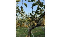 訳あり 数量限定 鳥取県産”王秋梨（おうしゅうなし）” 約5kg （7～15玉）≪2025年11月中旬頃出荷≫