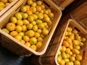 等級混合&nbsp;極早生&nbsp;有田みかん&nbsp;M&nbsp;～&nbsp;SSサイズ以下&nbsp;約1.6kg&nbsp;南泰園&nbsp;和歌山&nbsp;有田みかん