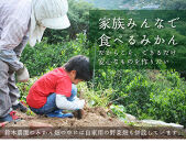 早生みかん&nbsp;約3kg&nbsp;希少な小粒&nbsp;2S～3S&nbsp;サイズ&nbsp;混合&nbsp;11月中旬～12月下旬頃に鈴木みかん農園より農園直送&nbsp;3Sサイズ&nbsp;2Sサイズ&nbsp;2S&nbsp;SS&nbsp;小玉&nbsp;小さい※北海道・沖縄・離島への配送不可&nbsp;ミカン&nbsp;蜜柑&nbsp;mikan&nbsp;温州みかん&nbsp;温州ミカン