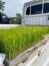 令和8年度産&nbsp;新米&nbsp;こしひかり&nbsp;10kg&nbsp;こめ&nbsp;お米&nbsp;白米&nbsp;ご飯&nbsp;備蓄&nbsp;国産さぬきの米&nbsp;たべてんまい