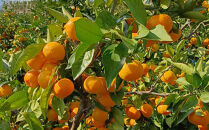 ［先行予約］ご家庭用&nbsp;有田みかん&nbsp;約2kg&nbsp;2S～Lサイズ&nbsp;混合