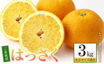 ［先行予約］ご家庭用&nbsp;はっさく約3kg&nbsp;大小サイズ&nbsp;混合