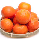 厳選&nbsp;セミノールオレンジ&nbsp;1kg+250g（傷み補償分）【春みかん】【有田産】【光センサー食べ頃出荷】&nbsp;［IKE275］