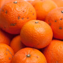 家庭用&nbsp;津之輝&nbsp;10kg+250g（傷み補償分）［訳あり］［つのかがやき］［せとかに似た柑橘］&nbsp;［IKE273］