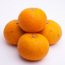 厳選&nbsp;甘夏柑&nbsp;1kg+250g（傷み補償分）［初夏のみかん・旬の果物］［有田産］［光センサー食べ頃出荷］&nbsp;［IKE278］