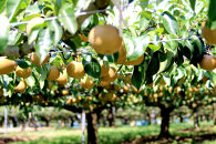 【先行予約（2026年発送分）】【訳あり】旬の和梨　約３kg【吉川果樹園】｜梨&nbsp;ナシ&nbsp;こだわりの梨&nbsp;フルーツ&nbsp;果物&nbsp;旬の梨&nbsp;宮城県角田市&nbsp;約3kg