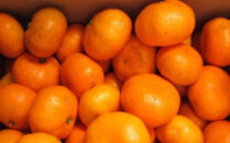 ［先行予約］［ブランドみかん］田村みかん&nbsp;大玉&nbsp;約9kg（3Lサイズ）★2026年11月下旬頃より順次発送