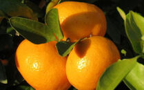 ［先行予約］［ブランドみかん］田村みかん&nbsp;大玉&nbsp;約9kg（3Lサイズ）★2026年11月下旬頃より順次発送