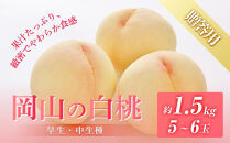 桃&nbsp;2026年&nbsp;8月発送&nbsp;岡山の&nbsp;白桃（早生、中生種）約1.5kg&nbsp;5～6玉&nbsp;もも&nbsp;モモ&nbsp;フルーツ&nbsp;果物&nbsp;岡山市&nbsp;一宮地区産&nbsp;国産&nbsp;赤木農園