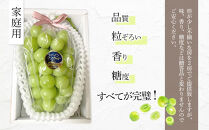 ぶどう 2025年 糖度18度以上 岡山県産 シャインマスカット 1.3kg以上 2房 家庭用＜9月以降発送＞【葡萄 ぶどう シャインマスカット マスカット 家庭用 訳あり 岡山県 おすすめ 人気 新鮮 1.3kg 甘い】