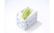 【先行受付】【2025年9月初旬頃より発送】★シャインマスカット★　秀品　約700g　(1～2房）