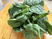 【先行予約】八雲産軟白ねぎ1kg+寒ちぢみほうれん草800gセット(2025年12月中旬以降発送開始予定)&nbsp;【&nbsp;野菜&nbsp;ネギ&nbsp;ホウレン草&nbsp;やさい&nbsp;ホウレンソウ&nbsp;葉物野菜&nbsp;北海道&nbsp;八雲町&nbsp;】